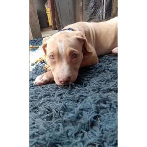 Lost Dog Carmel