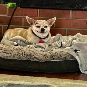Image of Sammy Buttermilk, Lost Dog