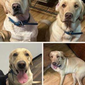 Lost Dog Ruger & Brandon