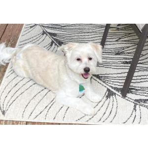 Lost Dog Toby