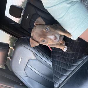 Lost Dog Nellie