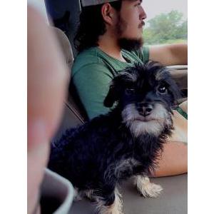 Lost Dog Bit bit