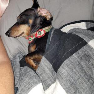 Lost Dog Zelda