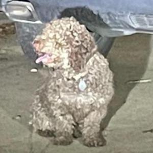 Image of Bear, Lost Dog