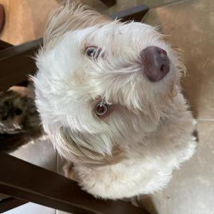 Found Dog Unknown