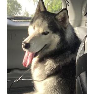 Found Dog Unknown