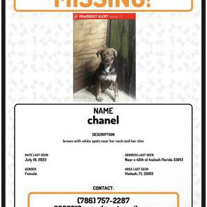 Lost Dog chanel