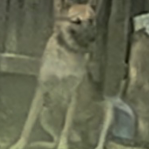 Image of Spade, Lost Dog