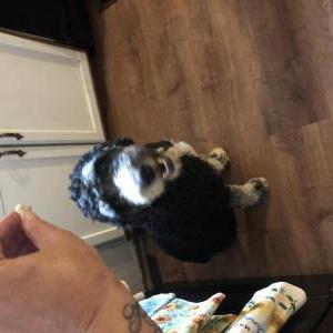 Found Dog I don’t know