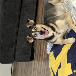 Image of Cali, Lost Dog