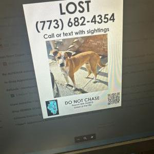 Lost Dog Rico