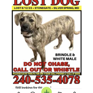 Lost Dog Hudson