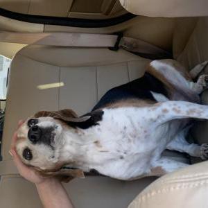 Lost Dog Charlie