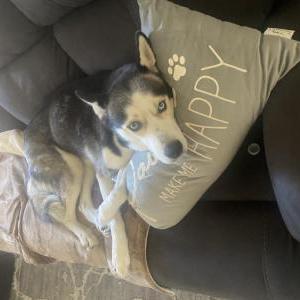 Image of Luna, Lost Dog