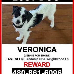 Lost Dog Veronica