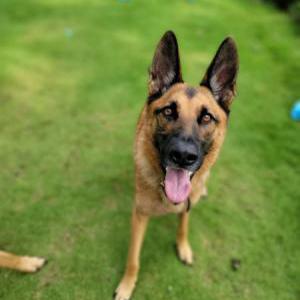 Image of Maverick, Lost Dog
