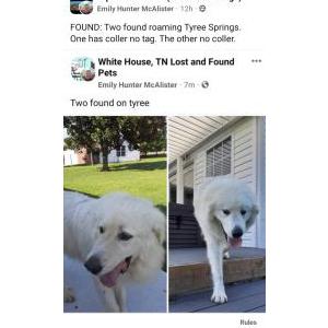 Found Dog Names unknown