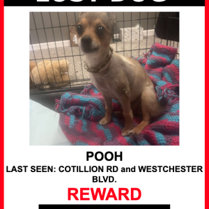 Lost Dog POOH