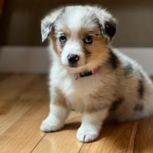 Lost Dog Coco
