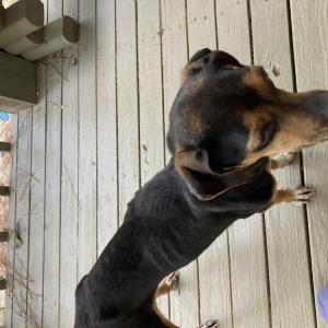 Found Dog Unknown