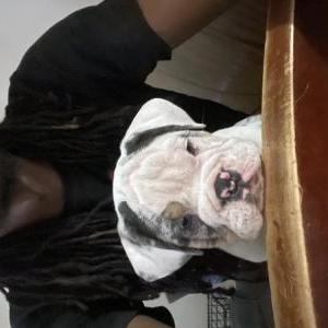 Lost Dog Caino