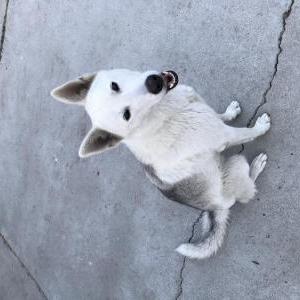Lost Dog Lluvia