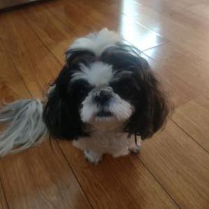 Image of Kenzie, Lost Dog