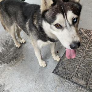 Found Dog Unknown