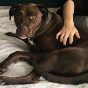 Lost Dog Remington