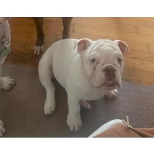 Lost Dog Fred