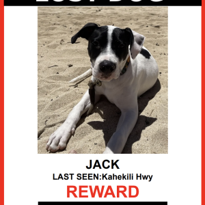 Lost Dog JACK