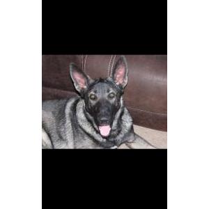 Lost Dog JoJo