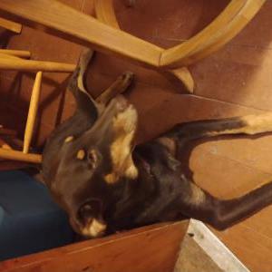 Lost Dog Frankie
