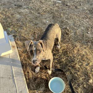 Found Dog Unknown