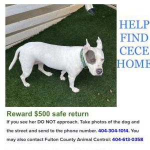 Lost Dog Cece