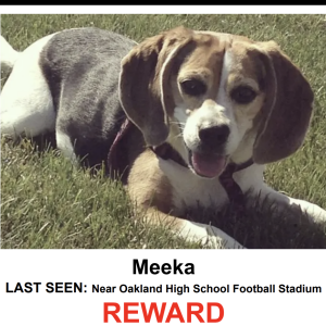 Lost Dog Meeka