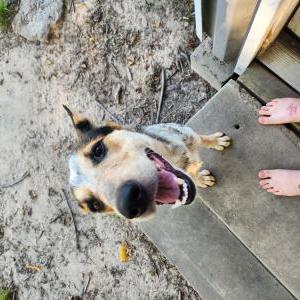 Found Dog Unknown