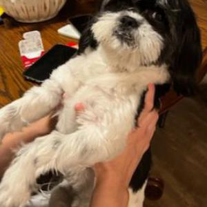 Lost Dog Oreo