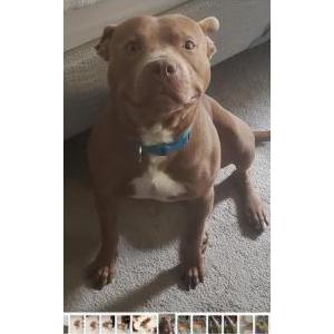 Lost Dog Maxx