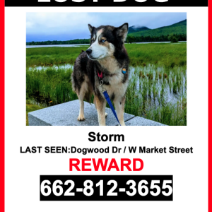 Lost Dog Storm