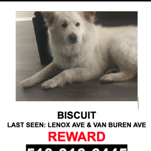 Lost Dog Biscuit