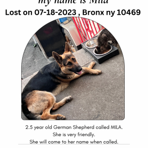 Lost Dog Mila