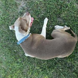 Found Dog Hazel