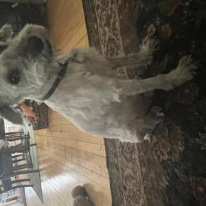 Lost Dog Walter