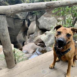 Lost Dog Argos