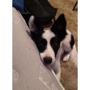 Image of Lady, Lost Dog