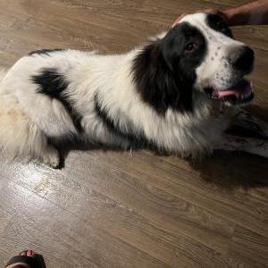 Found Dog Unknown