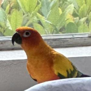 Lost Bird Mango