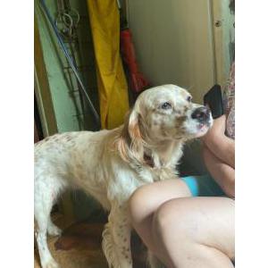 Lost Dog Ivo