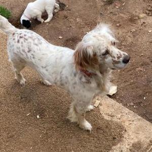 2nd Image of Ivo, Lost Dog